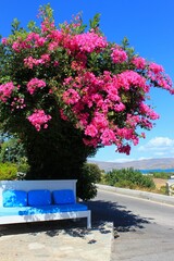 Blooming bougainvillea against the background of blue sky and sea in Crete