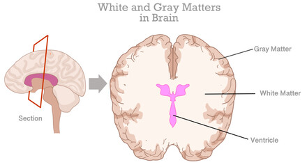White, gray matter, ventricle in human brain. Gray tissue in cerebellum, cerebrum, and brain stem. Cross section anatomy. White composed of bundles of axons. Top view. Illustration vector