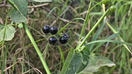 A closeup of Solanum nigrum or black nightshade berries photo