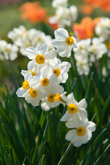 満開になった白いラッパすいせん
