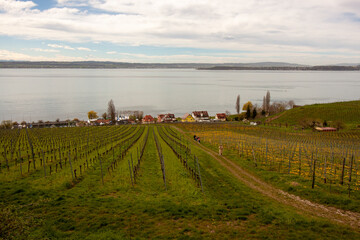 Vineyards on the slopes near Lake Constance at the end of March, Meersburg area