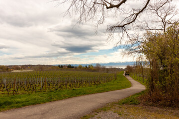 Vineyards on the slopes near Lake Constance at the end of March, Meersburg area