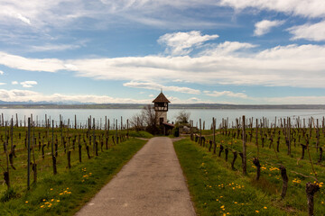 Vineyards on the slopes near Lake Constance at the end of March, Meersburg area