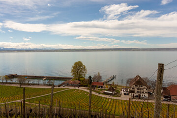 Vineyards on the slopes near Lake Constance at the end of March, Meersburg area