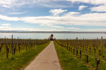 Fototapeta na wymiar Vineyards on the slopes near Lake Constance at the end of March, Meersburg area
