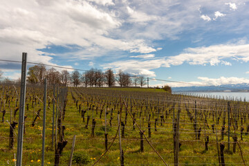 Vineyards on the slopes near Lake Constance at the end of March, Meersburg area