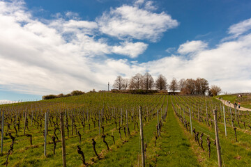 Fototapeta premium Vineyards on the slopes near Lake Constance at the end of March, Meersburg area