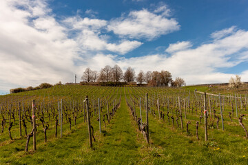 Fototapeta na wymiar Vineyards on the slopes near Lake Constance at the end of March, Meersburg area