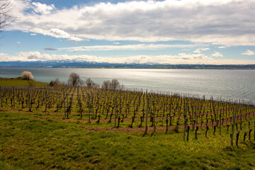 Vineyards on the slopes near Lake Constance at the end of March, Meersburg area