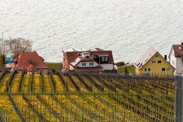 Vineyards on the slopes near Lake Constance at the end of March, Meersburg area