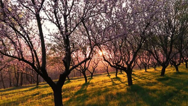 Slow movement to blossomed flower sakura purple trees at sunset