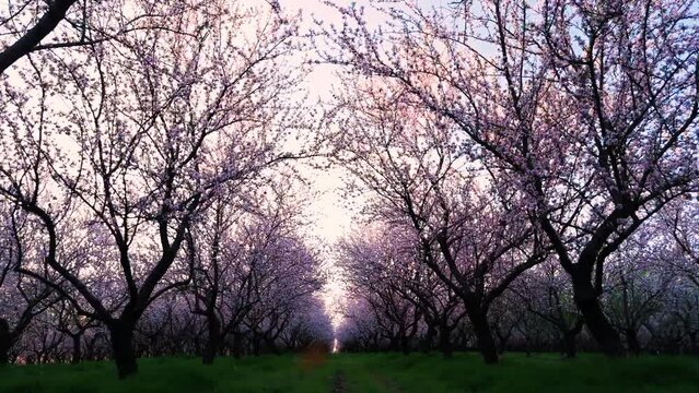 Dolly shot between rows of the bloosom purple flower sakura trees 4k