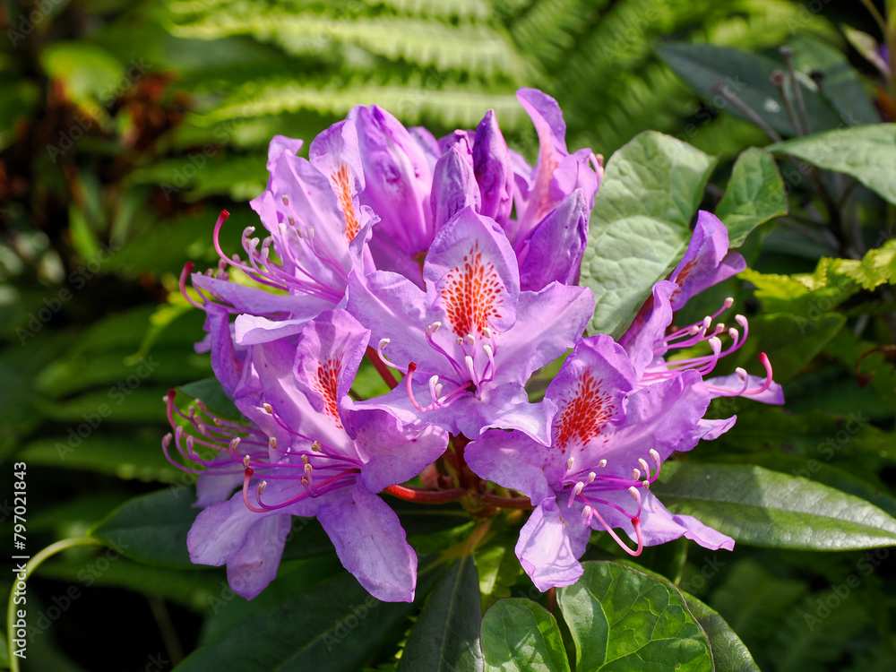 Wall mural Closeup of  purple rhododendron flowers in a french garden