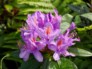 Closeup of  purple rhododendron flowers in a french garden