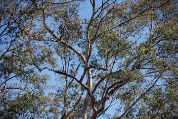 Crown of an eucalyptus tree under blue sky