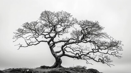 Majestic solitary tree in monochrome