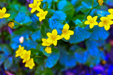 Sumpfdotterblume (Caltha palustris)