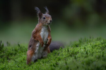 Eurasian red squirrel (Sciurus vulgaris) standing in the forest of Noord Brabant in the...