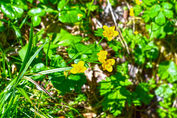 Sumpfdotterblume (Caltha palustris)
