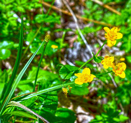 Sumpfdotterblume (Caltha palustris)