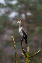 blue heron