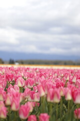 Fototapeta premium field of tulips