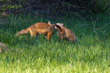 Red Fox Kits