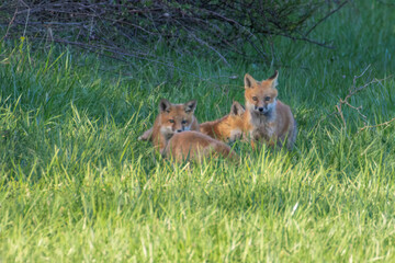 Red Fox Kits
