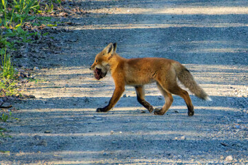 Red Fox Kits