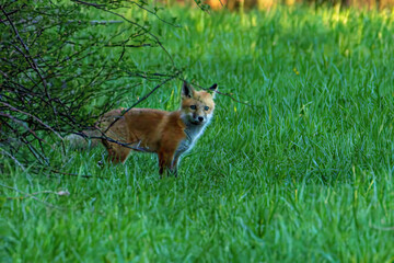 Fototapeta premium Red Fox Kits