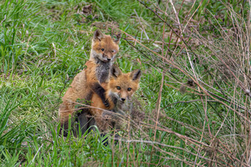 Red Fox Kits