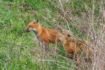 Red Fox Kits