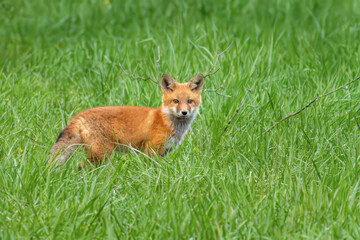 Red Fox Kits