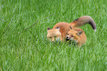 Red Fox Kits