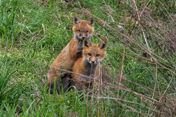Red Fox Kits