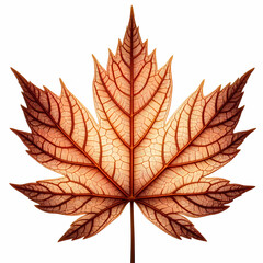 Fototapeta premium Macro or close-up of tree leaf in color and in detail