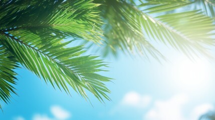 Tropical Palm Leaves Against a Sunny Blue Sky