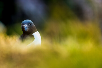 Razorbill, Scotland , Bird