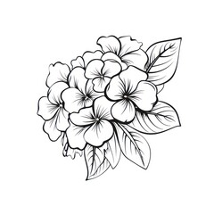 Hudrangea pattern drawing flower