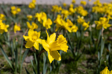 Full frame close up texture background of bright yellow daffodils in full sunlight
