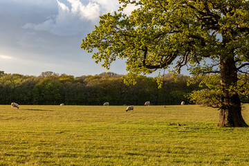 Looking out over a field in Sussex at sheep grazing on a spring evening