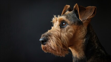 A high-quality, artistic portrait of an Airedale Terrier dog displaying its noble features and thoughtful expression, perfect for dog lovers
