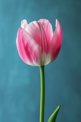 Elegant pink and white tulip on a soft blue background