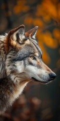 Close-up of a Gray Wolf in Autumn