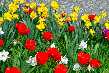 Tulpen im Kurpark von Isny im Allgäu (Baden-Württemberg)