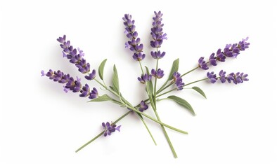 Fresh lavender flowers isolated on white background