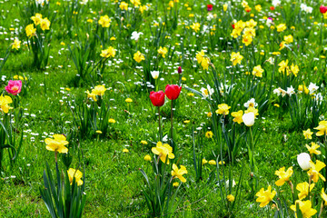 Narzissenfeld im Kurpark von Isny im Allgäu (Baden-Württemberg)