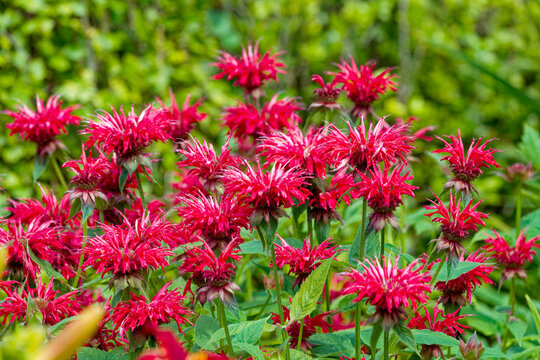 Monarda 'Red Velvet'. 'Red Velvet' has large cherry red flowers, is native to eastern North America
