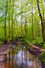 Wanderweg in der Bulau bei Hanau/Hessen