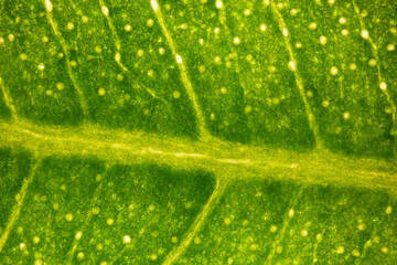 ficus tree leaf under the microscope - optical microscope x50 magnification